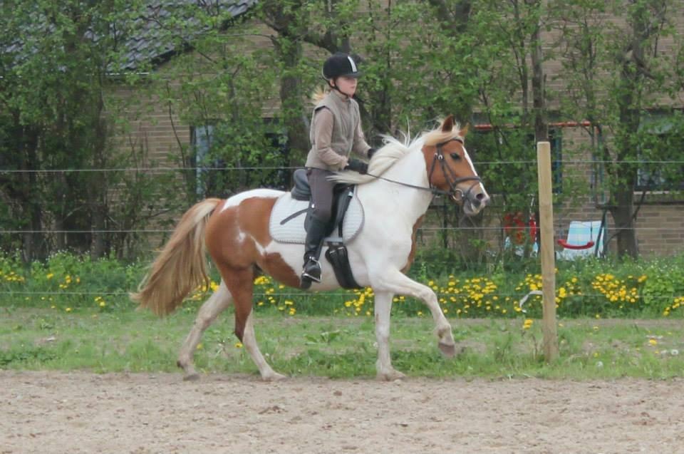 Pinto Cherry billede 12