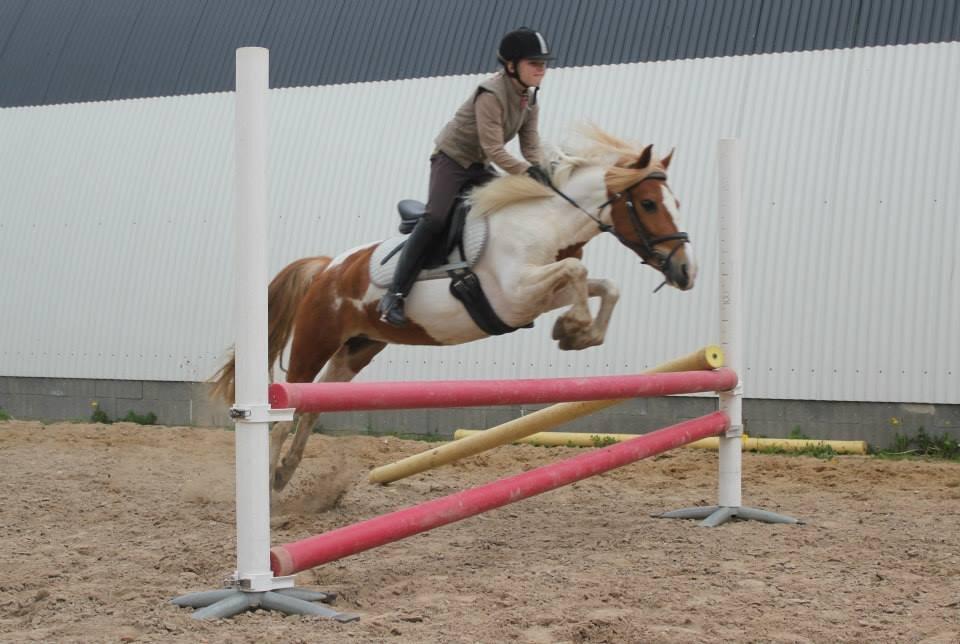 Pinto Cherry billede 14