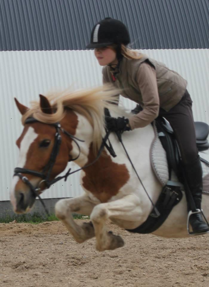 Pinto Cherry billede 1