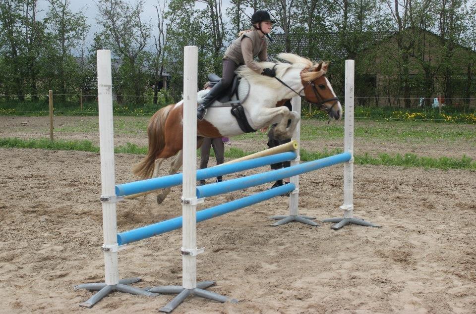 Pinto Cherry billede 2