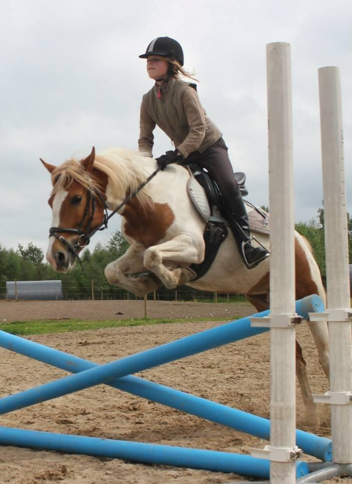 Pinto Cherry billede 13