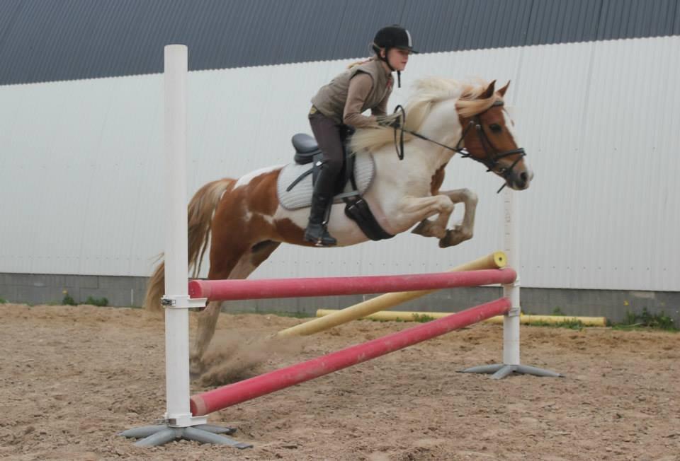 Pinto Cherry billede 3