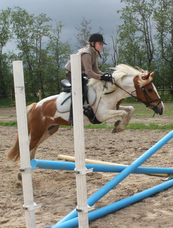 Pinto Cherry billede 16