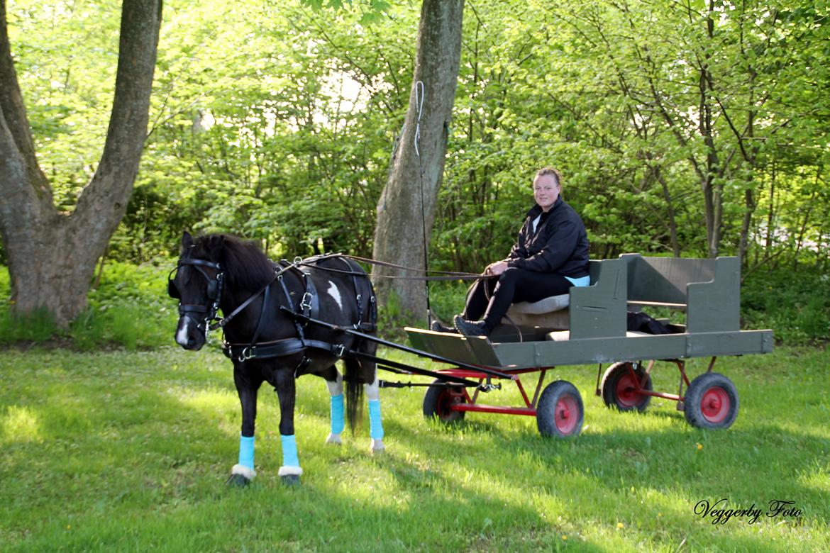 Pinto Topper - 20-5-13 billede 2