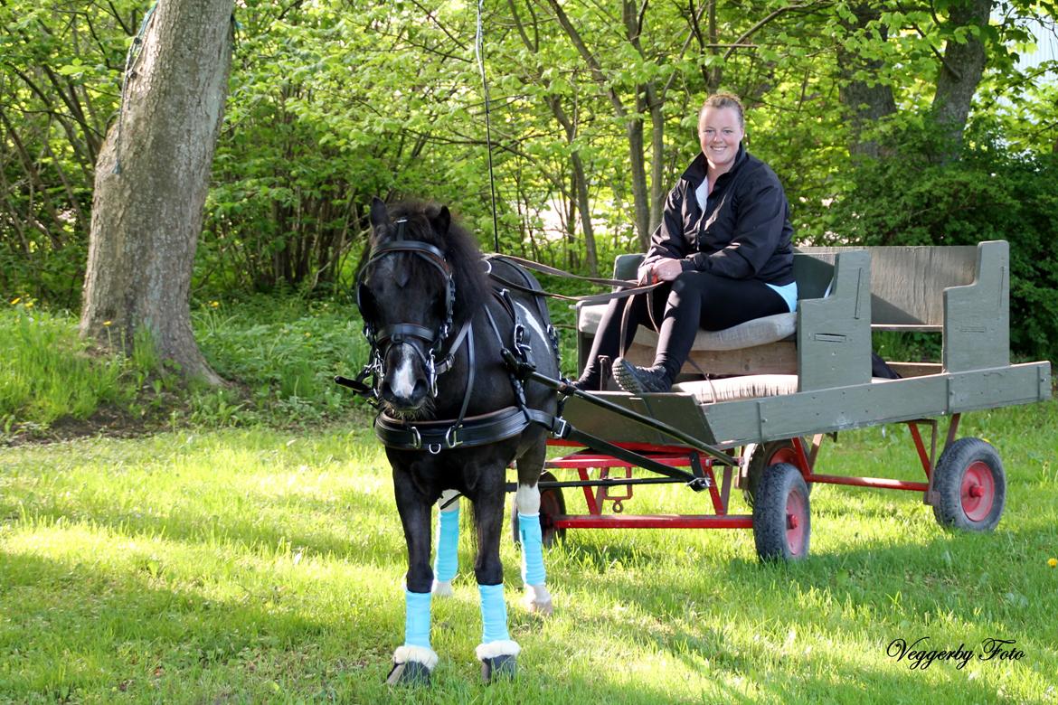 Pinto Topper - 20-5-13 billede 1