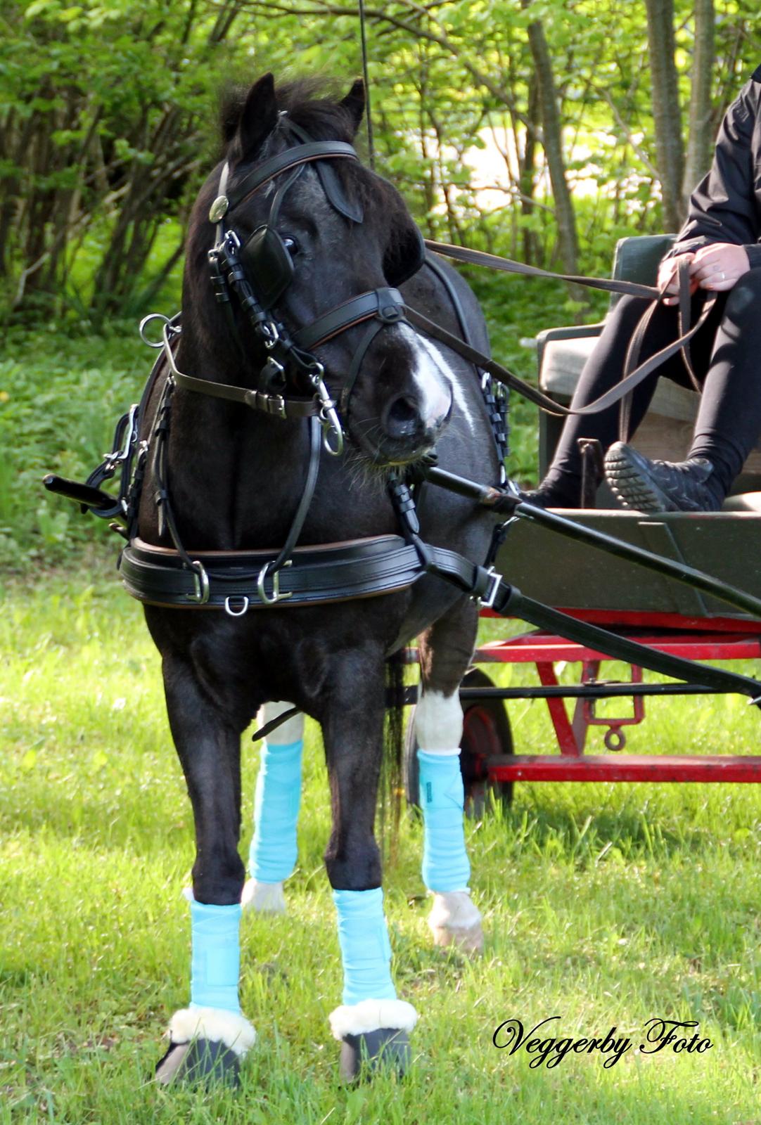 Pinto Topper - 20-5-13 billede 4