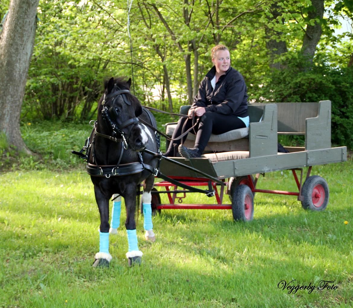 Pinto Topper - 20-5-13 billede 5