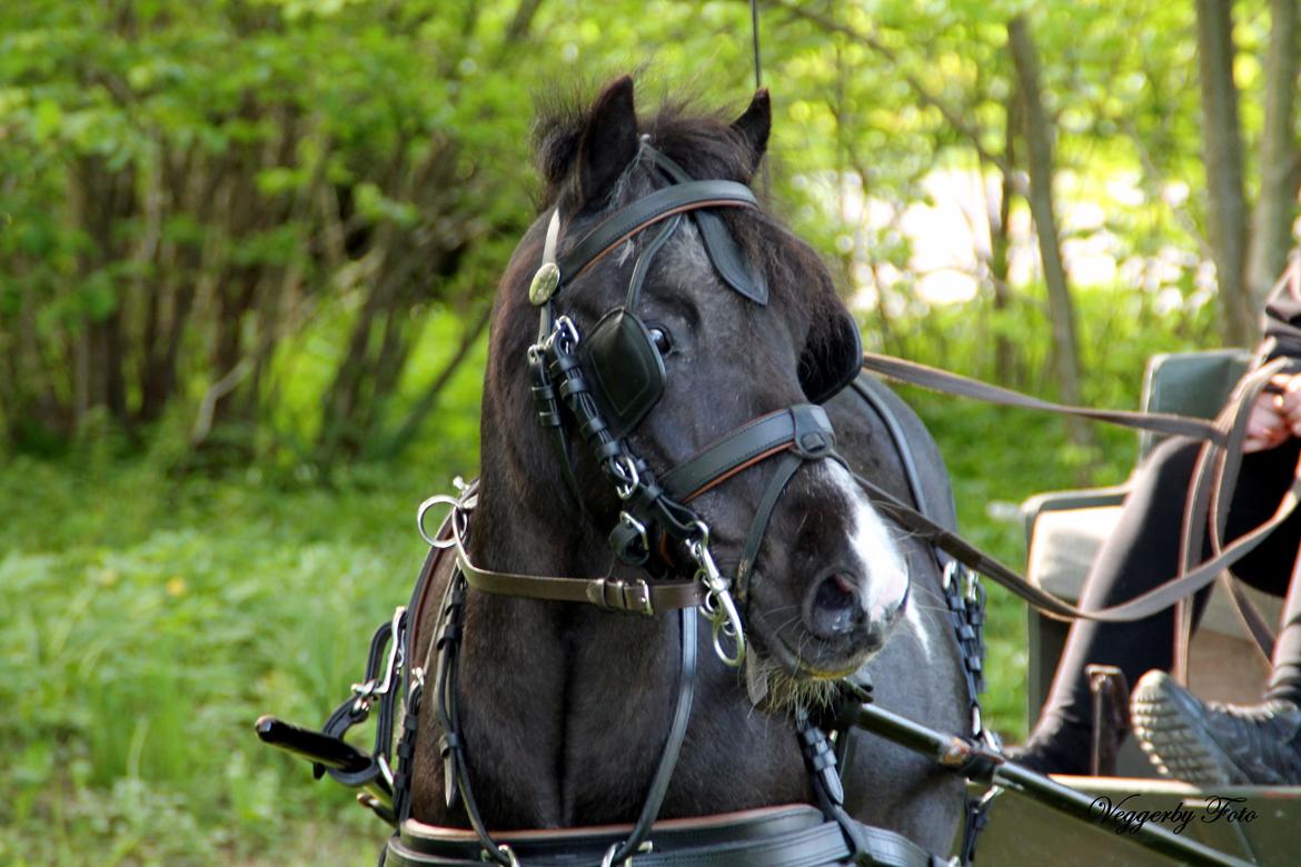 Pinto Topper - 20-5-13 billede 3