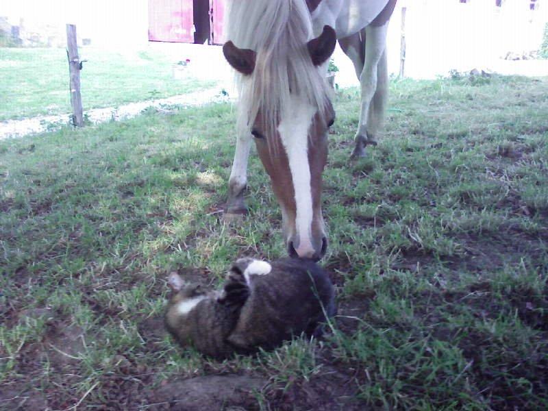 Pinto Cherry billede 17