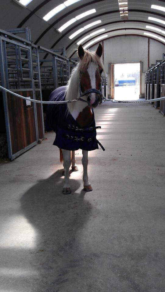 Pinto Cherry billede 18