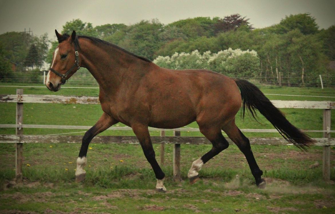 Dansk Varmblod • Charming-Boy • billede 1