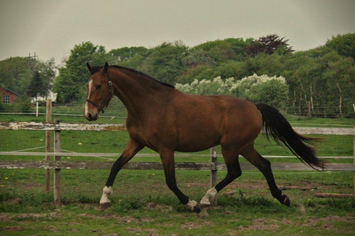 Dansk Varmblod • Charming-Boy • billede 3