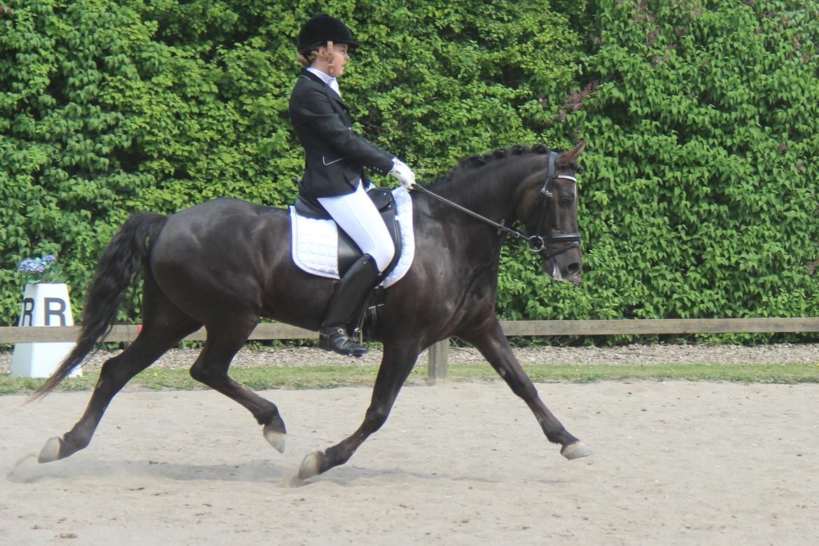 New Forest Kikkenberg's Rikki - LA6 - 18-05-13 billede 15