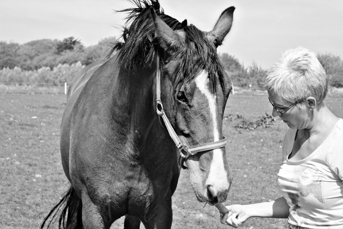 Dansk Varmblod RDH • Capella • - Min mor og Capella♥ billede 5