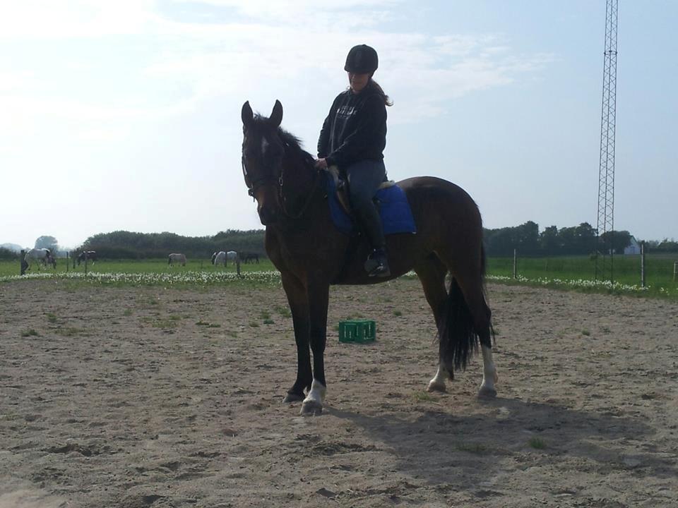 Anden særlig race Pachanga's Patience - 20 maj: 6 gang med rytter og 2. gang med sadel... billede 27