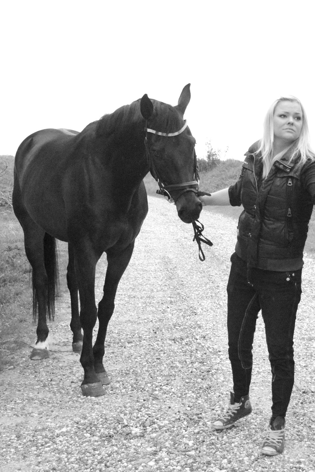 Dansk Varmblod D'Artagnan * <3 solgt :'/ billede 8