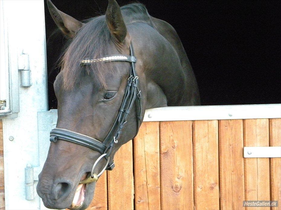 Dansk Varmblod D'Artagnan * <3 solgt :'/ - aller første gang med trense ;)
 billede 19