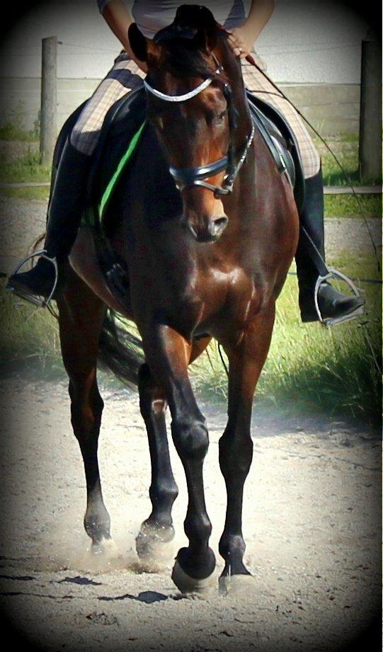 Dansk Varmblod D'Artagnan * <3 solgt :'/ billede 20