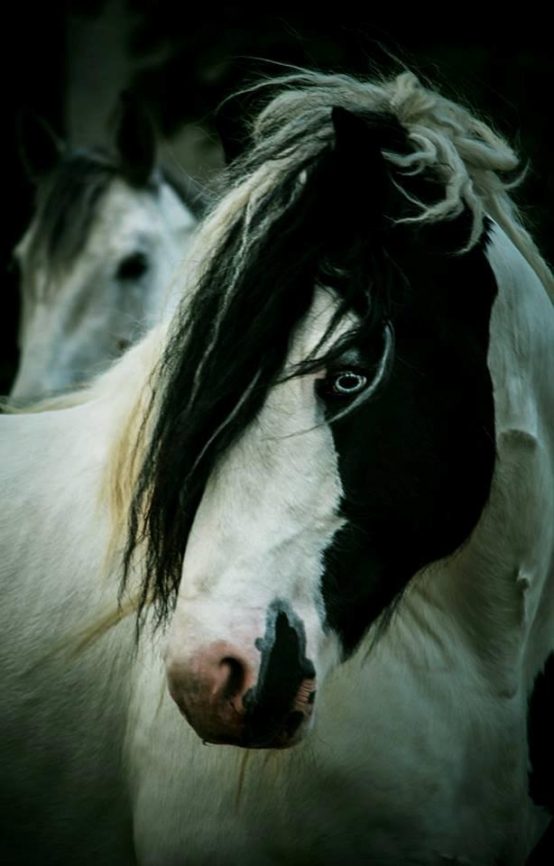 Irish Cob Blue Floridor - Fotograf : Tania Lund  billede 1