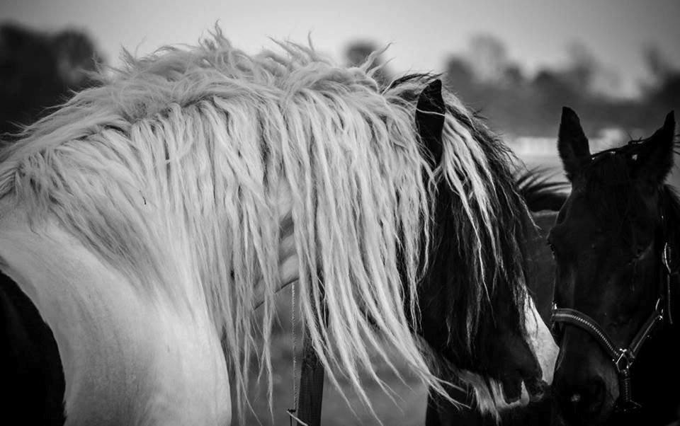 Irish Cob Blue Floridor - Fotograf: Tania Lund billede 17