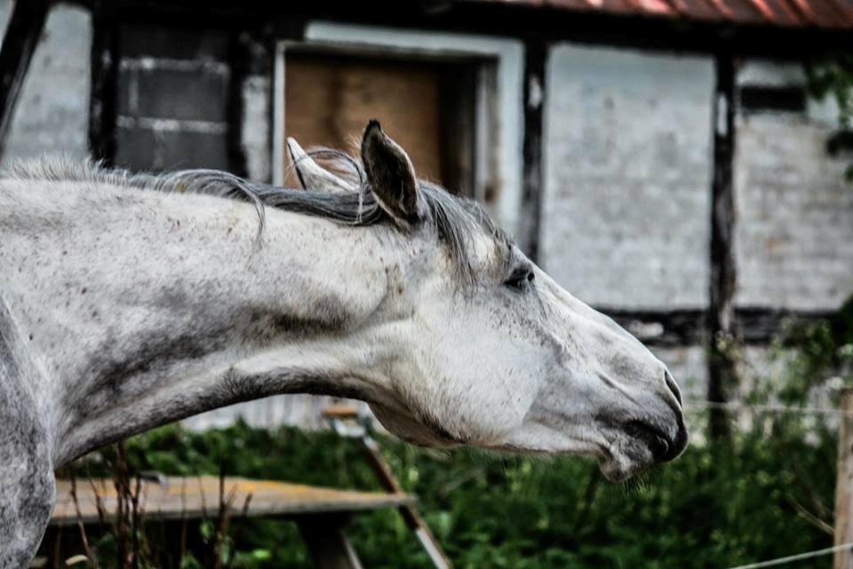 Anden særlig race India - Fotograf: Tania Lund billede 17