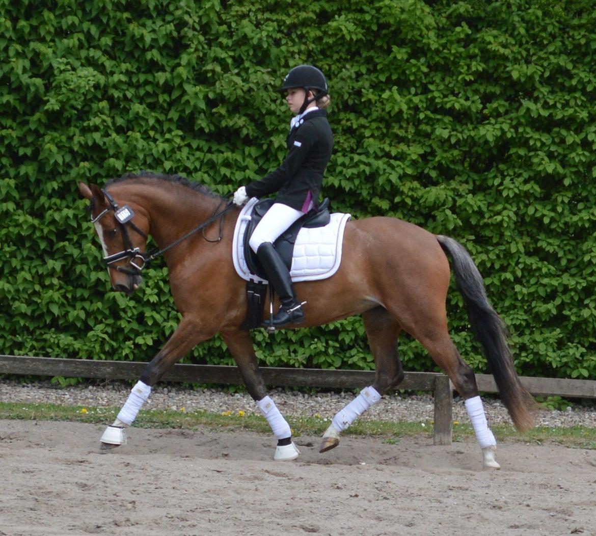 DSP Babett Bitsch - B-pony - Møllebakken 21.05.13. Første udendørs stævne og to 1. pladser  billede 10