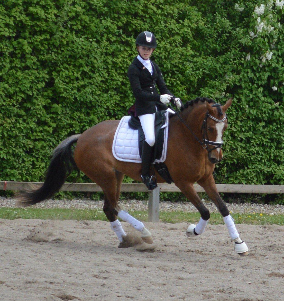 DSP Babett Bitsch - B-pony billede 11