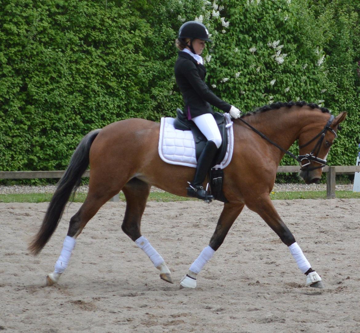 DSP Babett Bitsch - B-pony billede 12