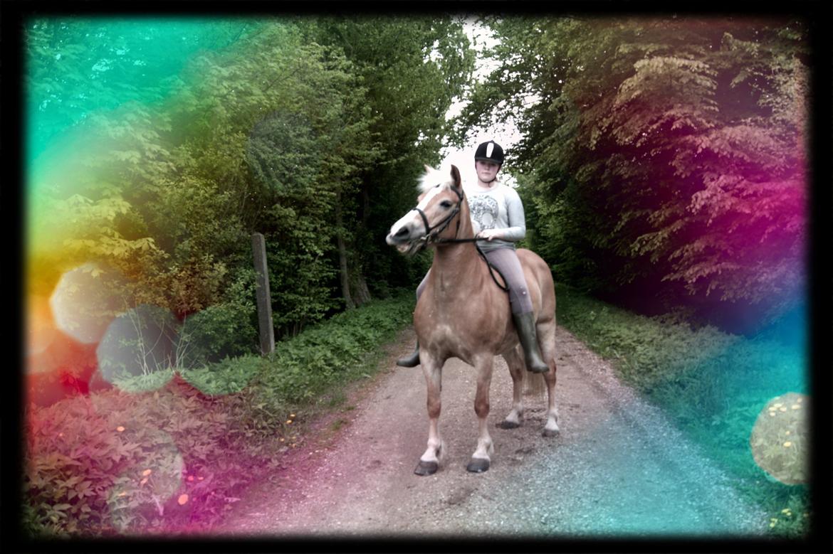 Haflinger Stald Gammel Lys' Ayla billede 1