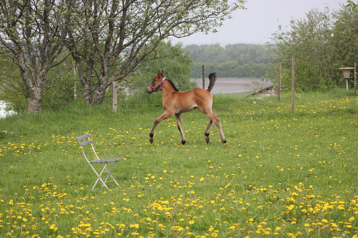 Anden særlig race Amigo billede 15
