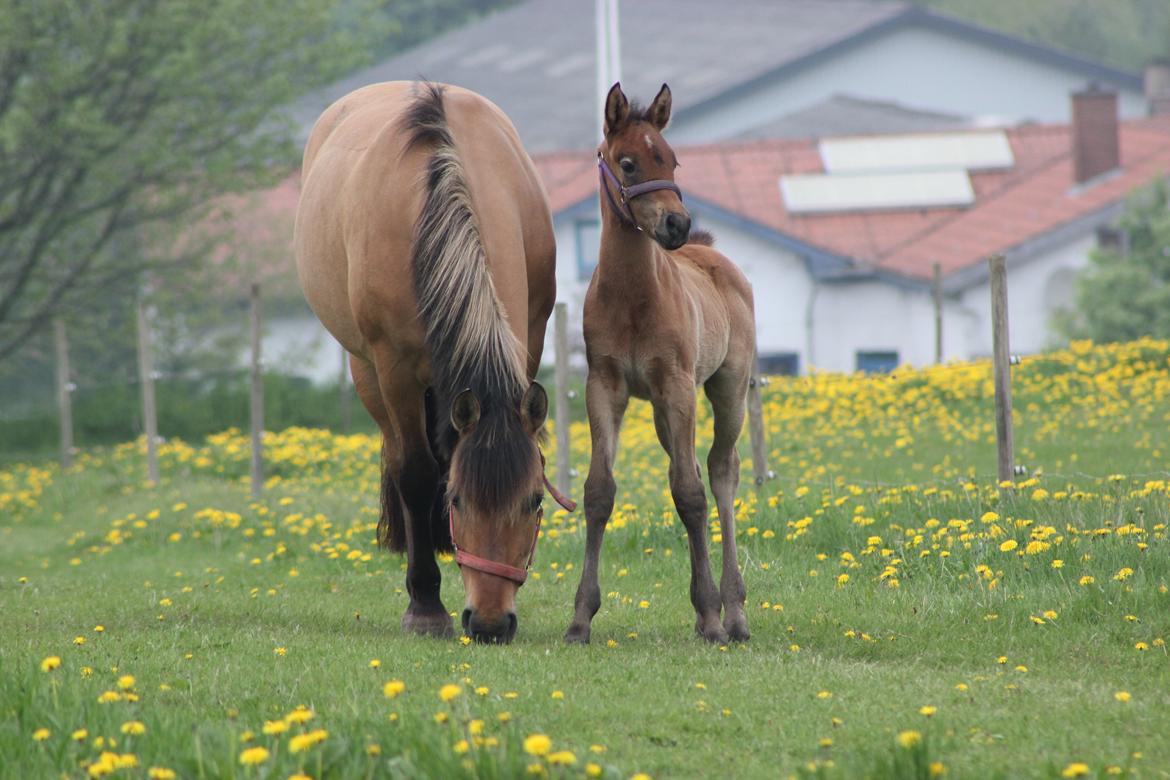Anden særlig race Amigo billede 16