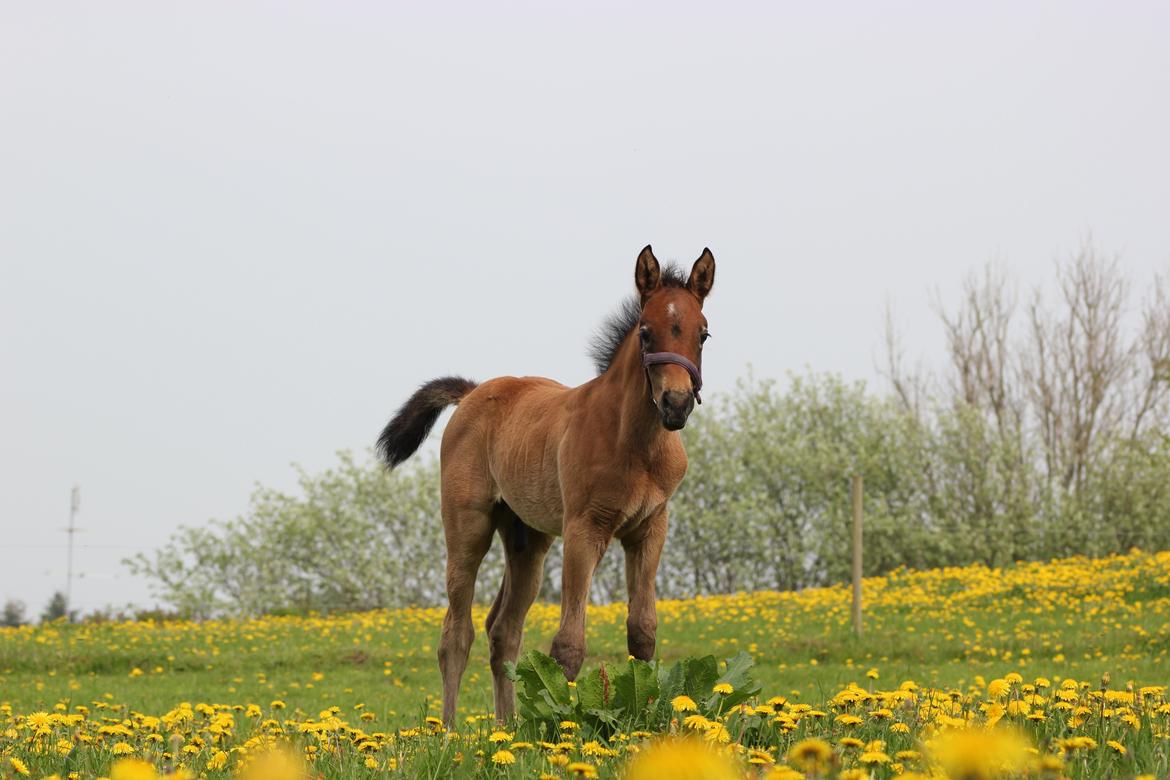 Anden særlig race Amigo billede 17