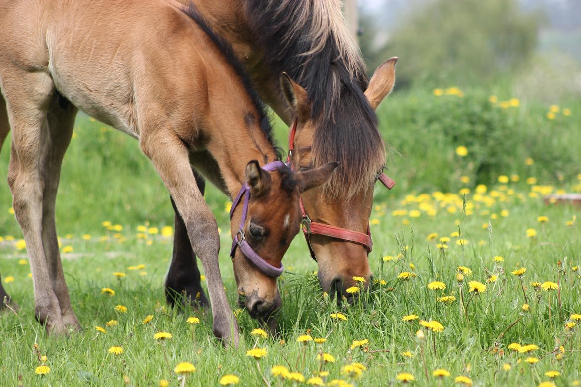 Anden særlig race Amigo billede 12