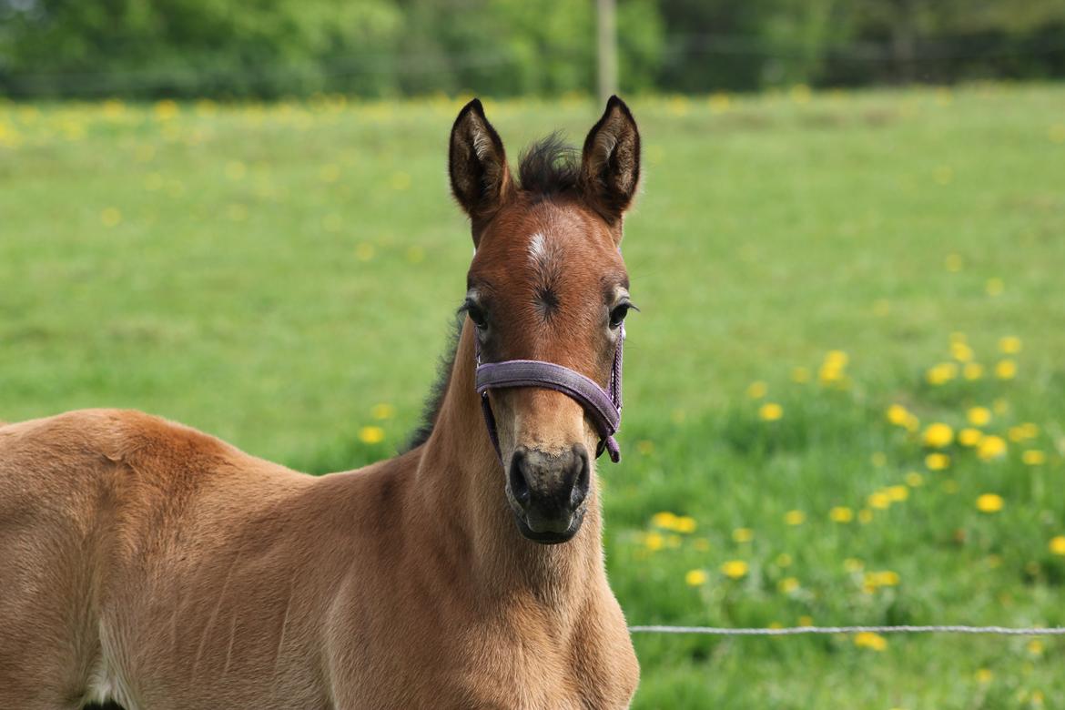 Anden særlig race Amigo billede 5