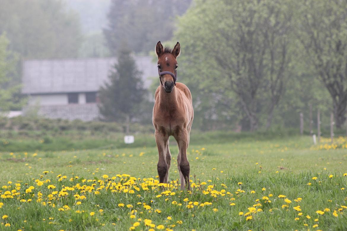 Anden særlig race Amigo billede 18