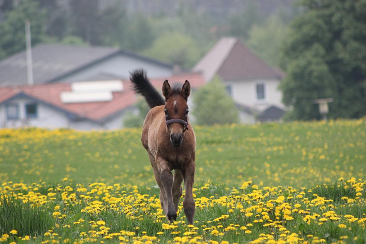 Anden særlig race Amigo billede 6