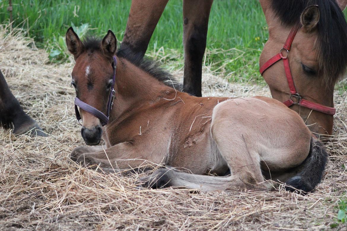 Anden særlig race Amigo billede 19