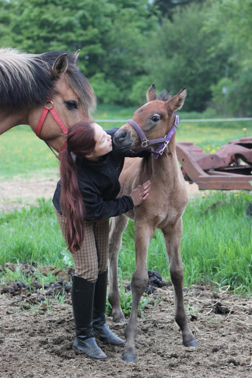 Anden særlig race Amigo billede 9