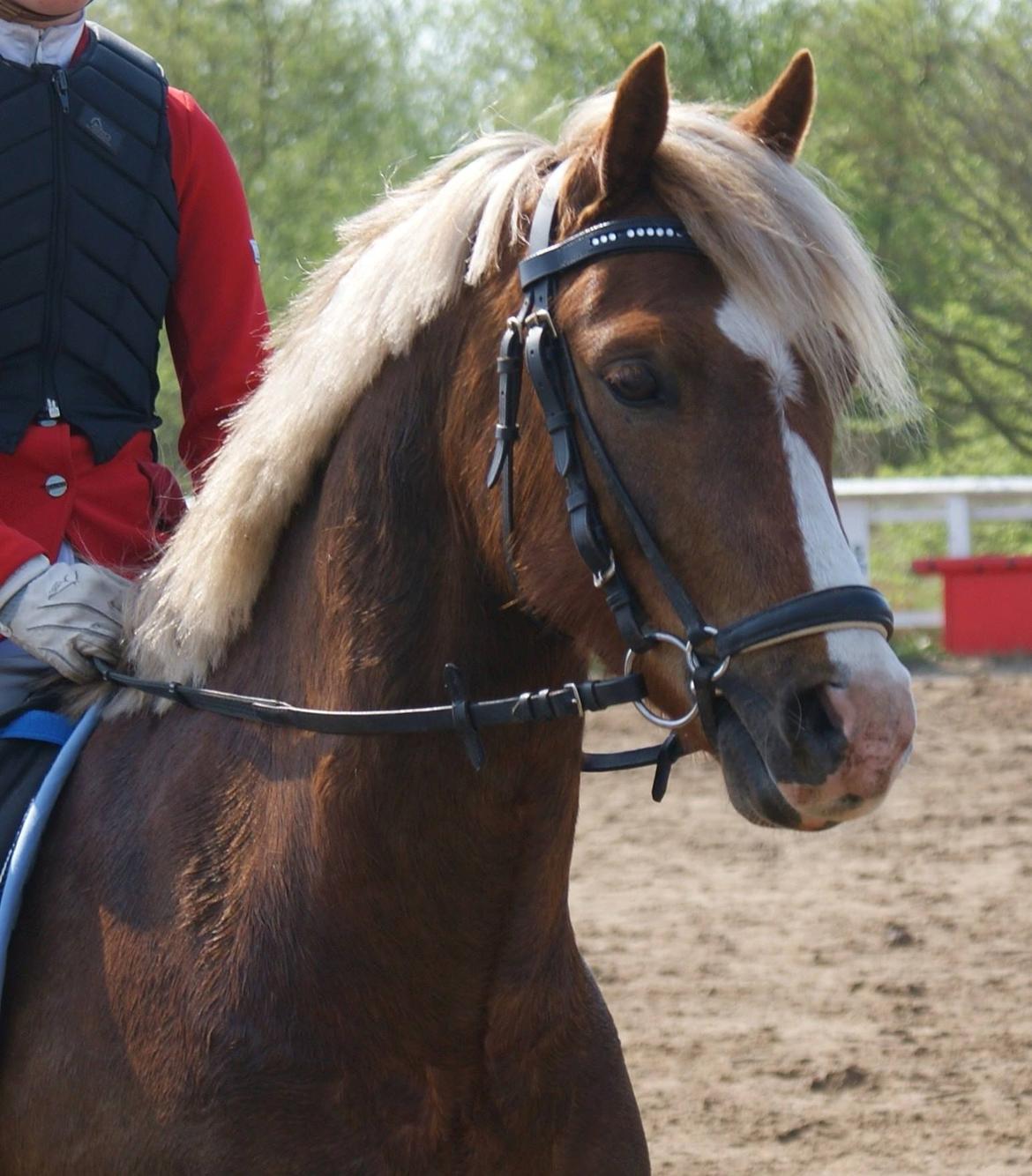 Welsh Pony (sec B) • TOTAL SURPRISE AA • billede 3