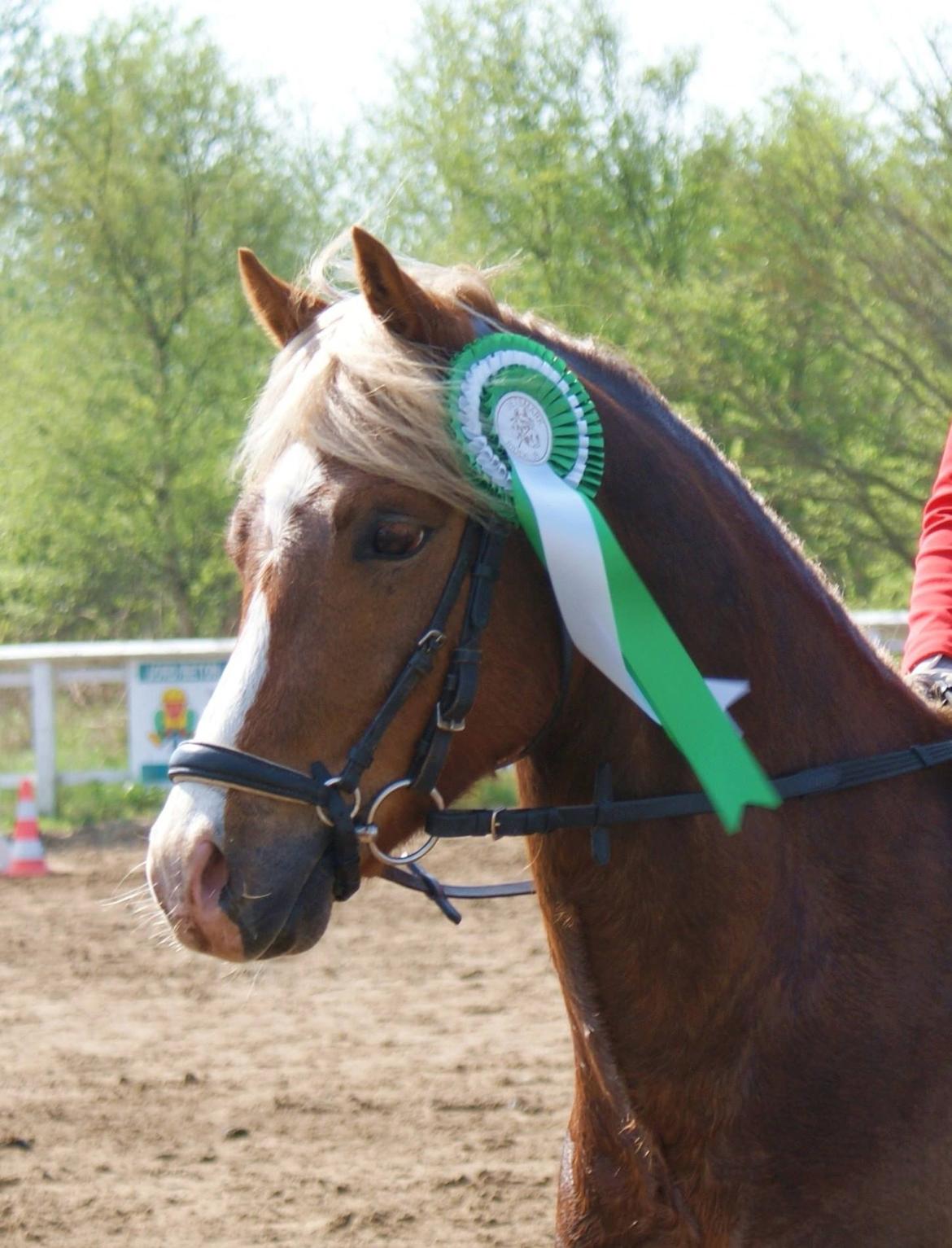 Welsh Pony (sec B) • TOTAL SURPRISE AA • billede 4