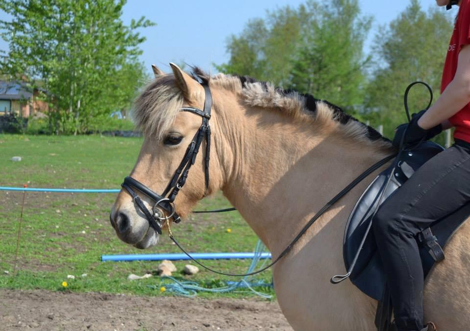 Fjordhest Nelly <3 - Foto med en veninde, og den dejlige hyps! billede 7