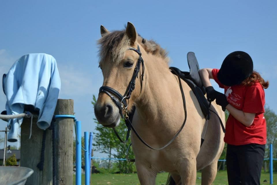 Fjordhest Nelly <3 - Så dygtig du er til at stå stille! <3 billede 9