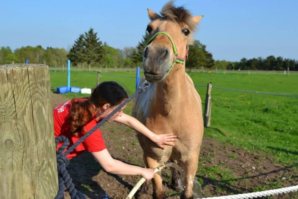 Fjordhest Nelly <3 - Vaskes for første gang! :) billede 10