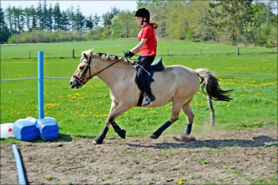 Fjordhest Nelly <3 - Galop med stjernen for første gang :) <3 billede 11