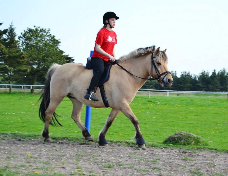 Fjordhest Nelly <3 - Vi elsker bare hinanden! <3 billede 12