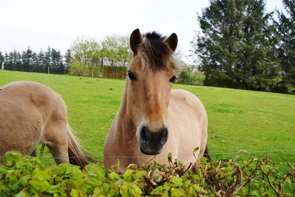 Fjordhest Nelly <3 - Prinsessen ude på folden :) <3 Velkommen! billede 1