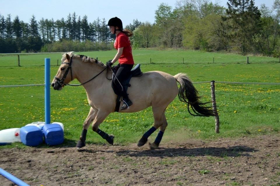 Fjordhest Nelly <3 - Lidt mere galop! :) billede 14
