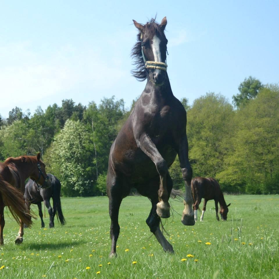 Hollandsk Varmblod Virona (Tutte) - My beautiful horse <3
Første gang på folden i år. billede 7