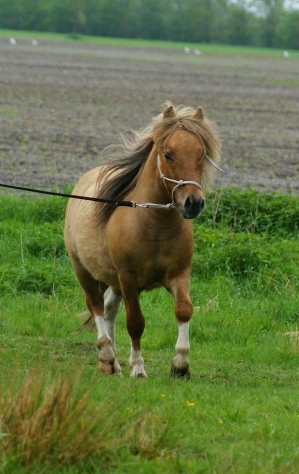 Shetlænder Aladdin af Bjørholm - 20/5-13. Der trænes til Landsskuet, første gang i longen.
Fotograf: Helena Jørgensen billede 1