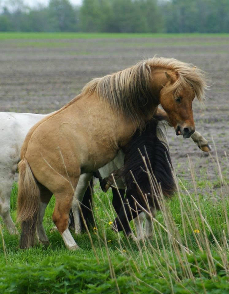 Shetlænder Aladdin af Bjørholm - 20/5-13. Hingsteleg på engen.
Fotograf: Helena Jørgensen billede 20